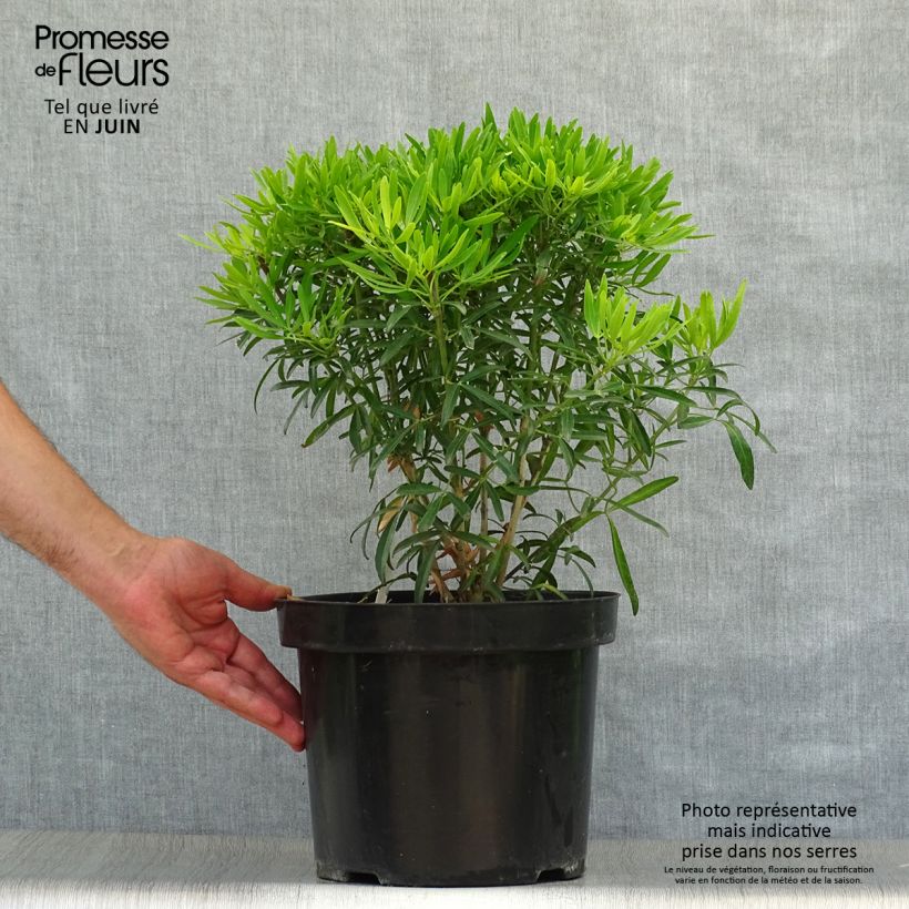 Ejemplar de Naranjo de Méjico - Choisya Aztec Gold Maceta 7,5L/10LAltura de entrega aprox. 40/50cm entregado en verano