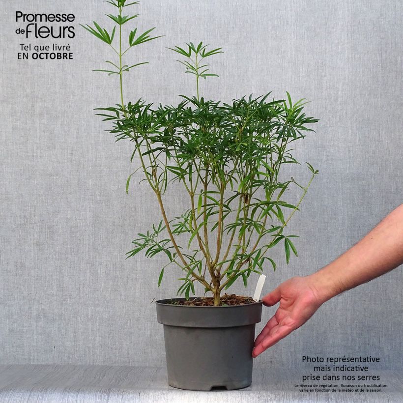 Ejemplar de Naranjo de Méjico - Choisya Aztec Pearl Maceta 4L/5L entregado en otoño