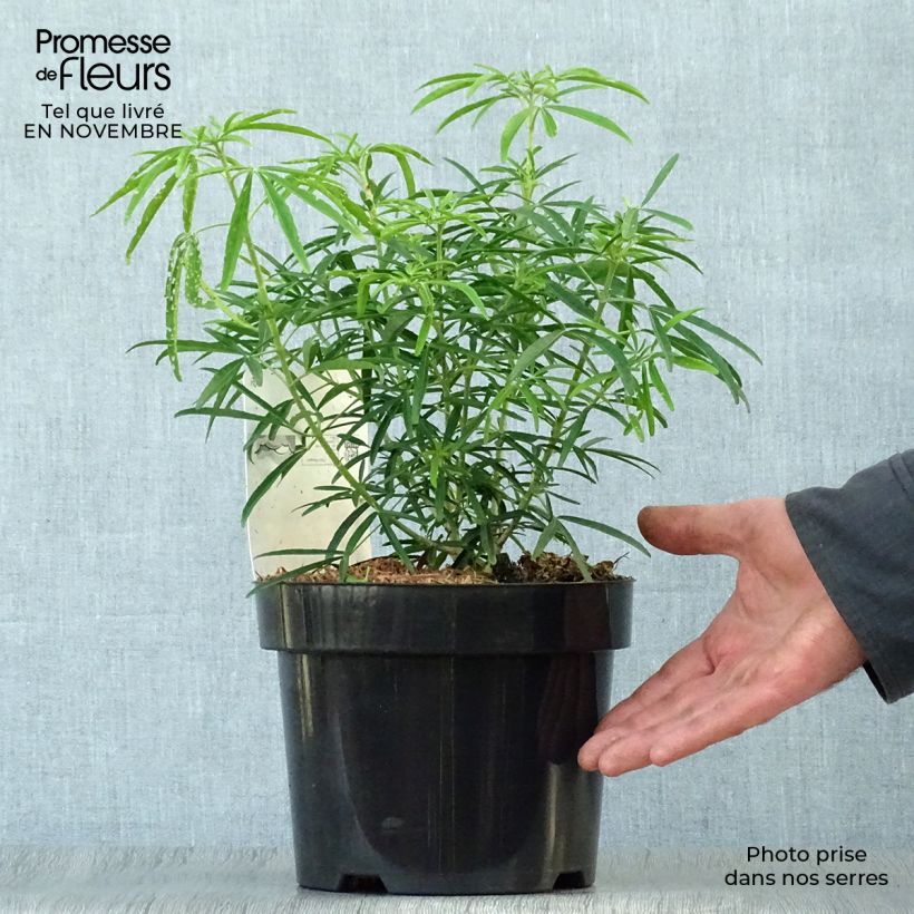 Ejemplar de Naranjo de Méjico - Choisya Aztec Pearl Maceta 2L/3L entregado en otoño