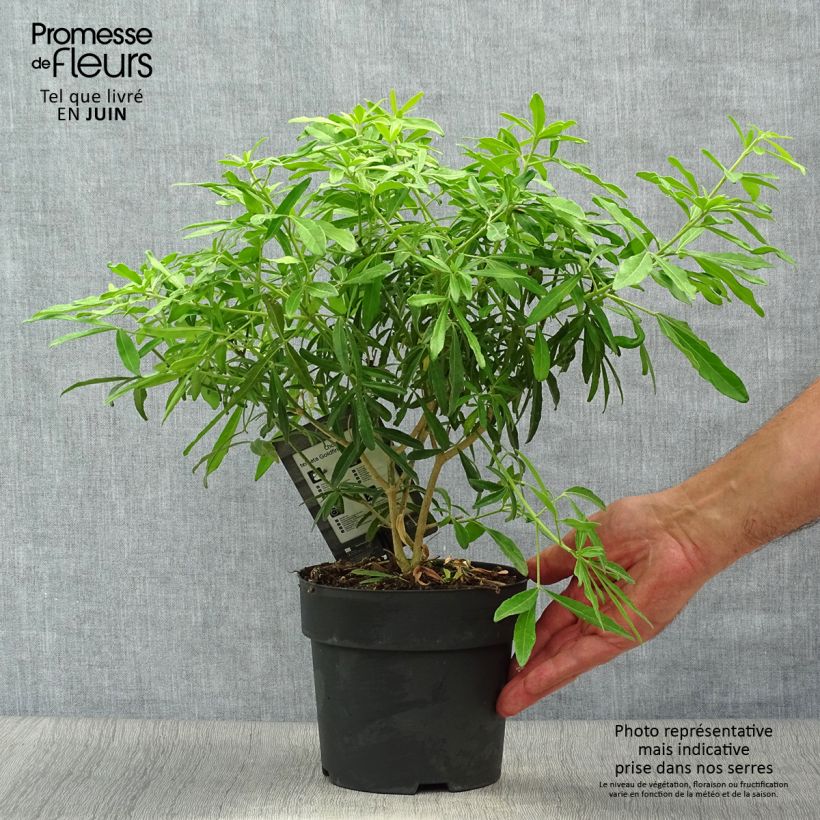Ejemplar de Naranjo de Méjico - Choisya ternata Goldfinger Maceta 1,5L/2LAltura de entrega aprox. 10/20cm entregado en verano