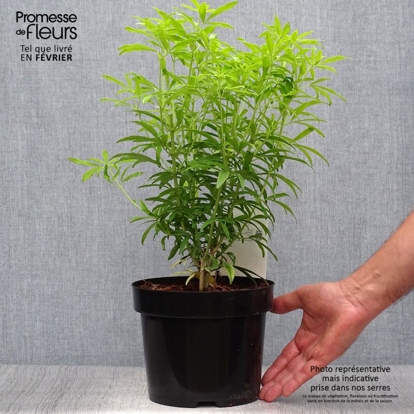 Ejemplar de Naranjo de Méjico - Choisya ternata Goldfinger Maceta 3L/4L entregado en otoño
