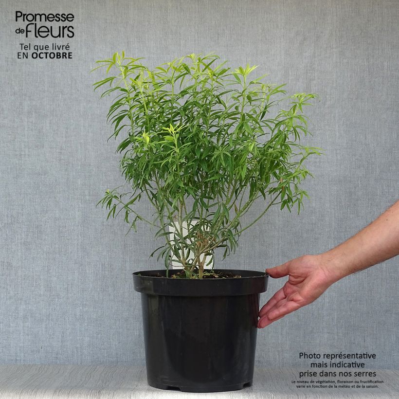 Ejemplar de Naranjo de Méjico - Choisya ternata Goldfinger Maceta 7,5L/10L entregado en otoño
