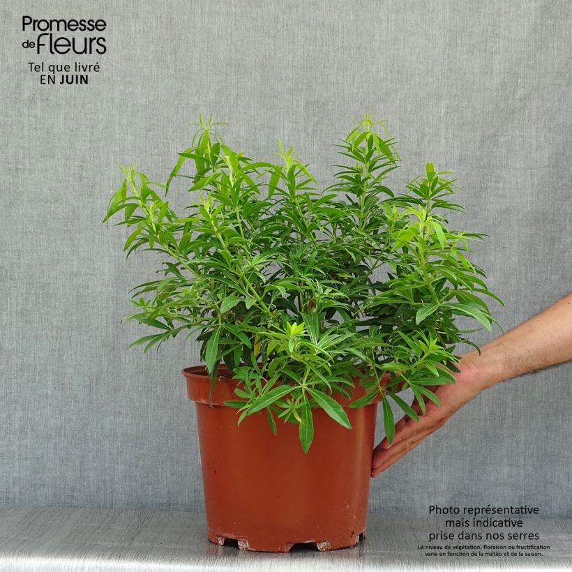 Ejemplar de Naranjo de Méjico - Choisya ternata Goldfinger Maceta 7,5L/10LAltura de entrega aprox. 50/60cm entregado en verano