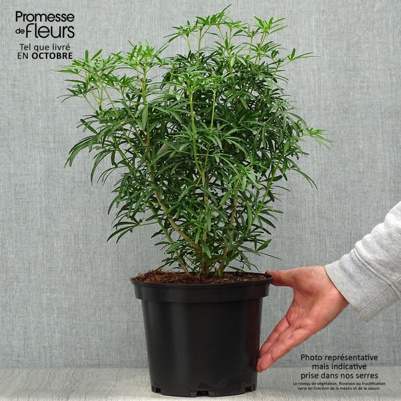 Ejemplar de Naranjo de Méjico - Choisya Scented Gem Maceta 2L/3L entregado en otoño