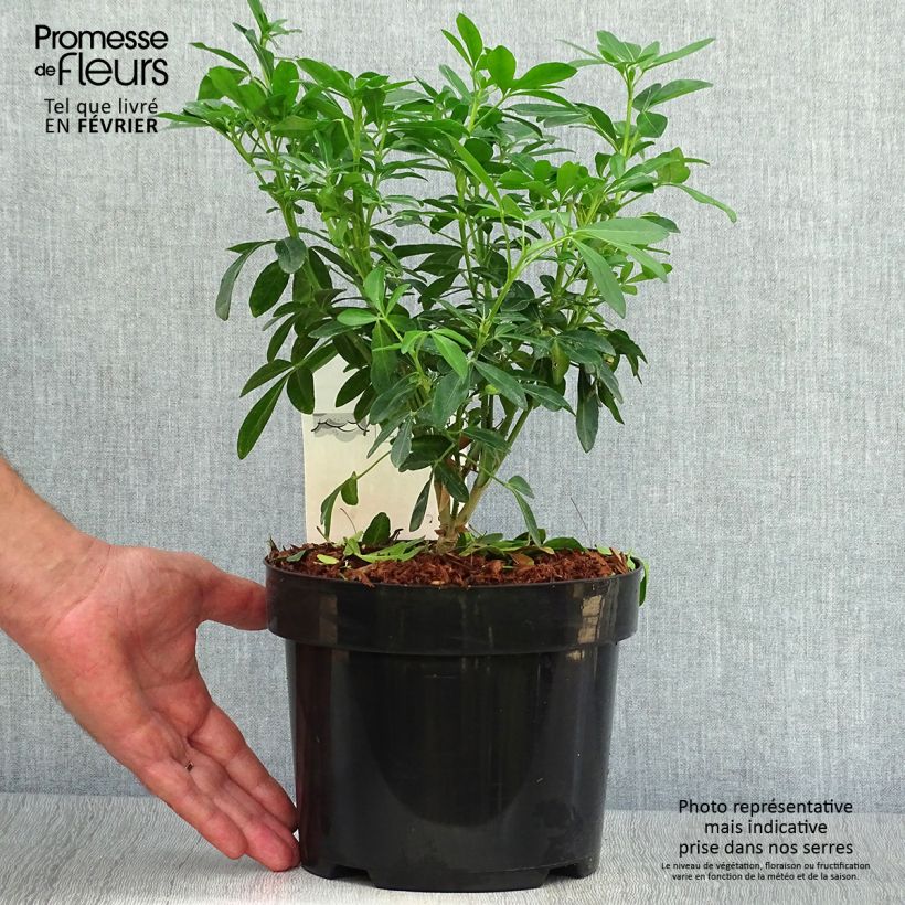 Ejemplar de Naranjo de Méjico - Choisya ternata Maceta 4L/5L entregado en otoño