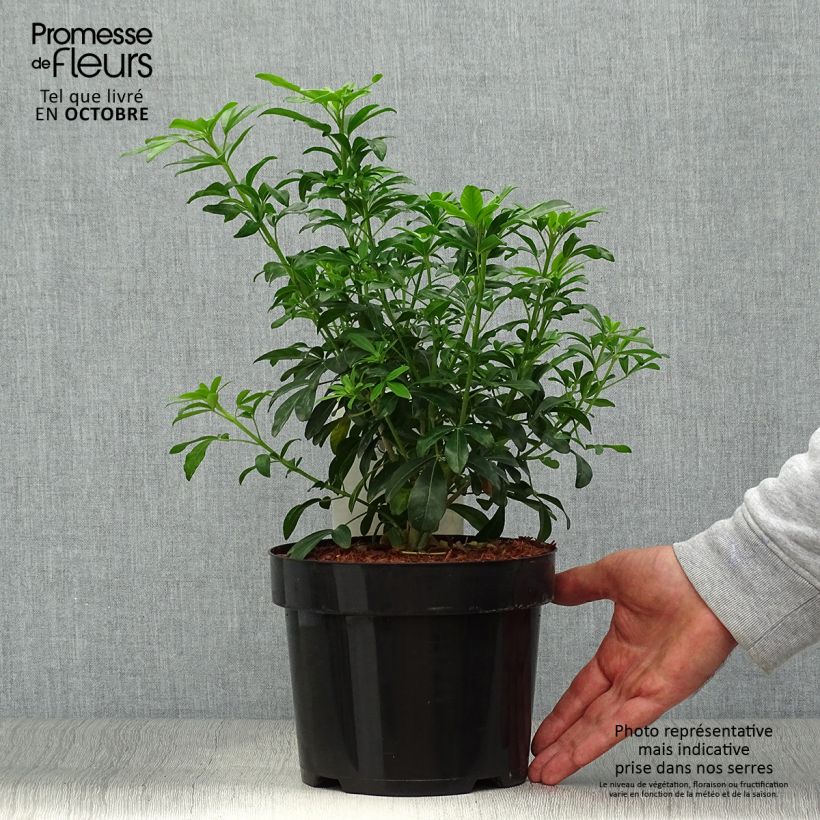 Ejemplar de Naranjo de Méjico - Choisya ternata Maceta 2L/3L entregado en otoño