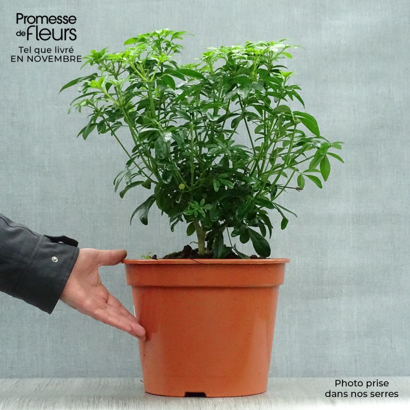 Ejemplar de Naranjo de Méjico - Choisya ternata Maceta 7,5L/10L entregado en otoño