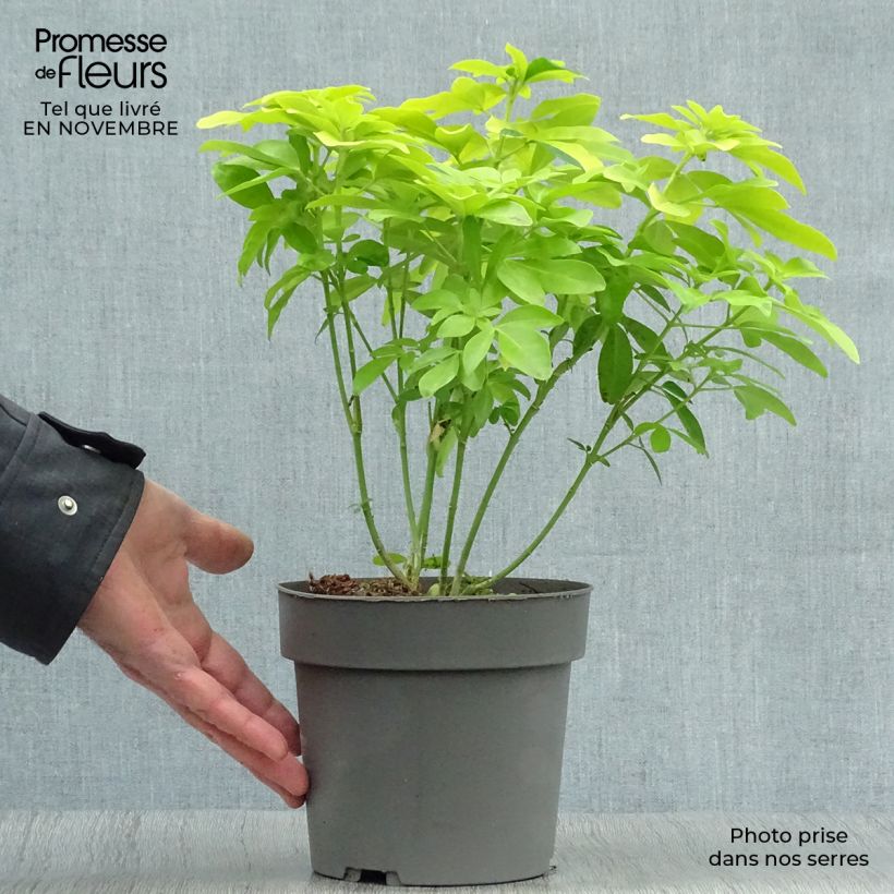 Ejemplar de Naranjo de Méjico - Choisya ternata Sundance Maceta 2L/3L entregado en otoño