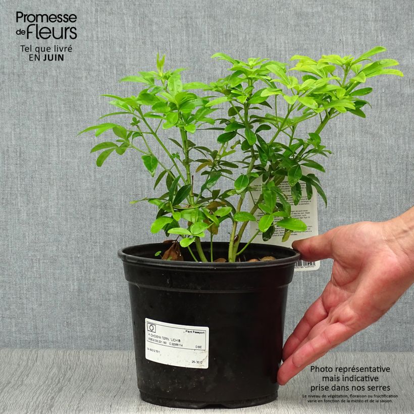 Ejemplar de Naranjo de Méjico - Choisya ternata Sundance Maceta 2L/3LAltura de entrega aprox. 30/40cm entregado en verano