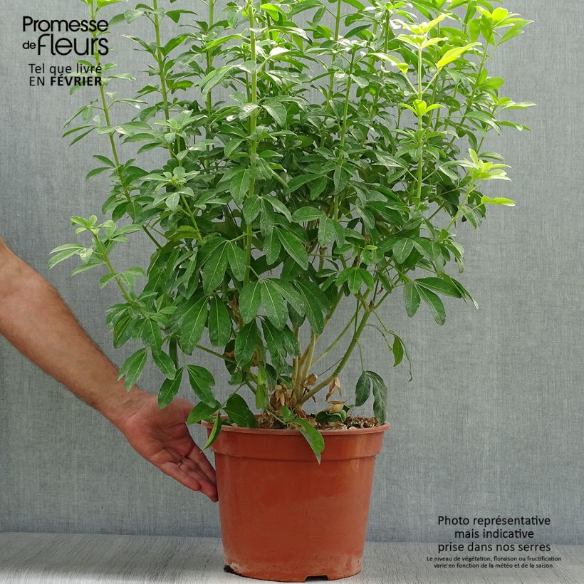 Ejemplar de Naranjo de Méjico - Choisya ternata Sundance Maceta 7,5L/10L entregado en otoño