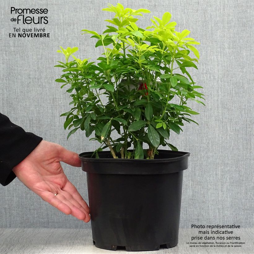 Ejemplar de Naranjo de Méjico - Choisya ternata Sundance Maceta 4L/5L entregado en otoño