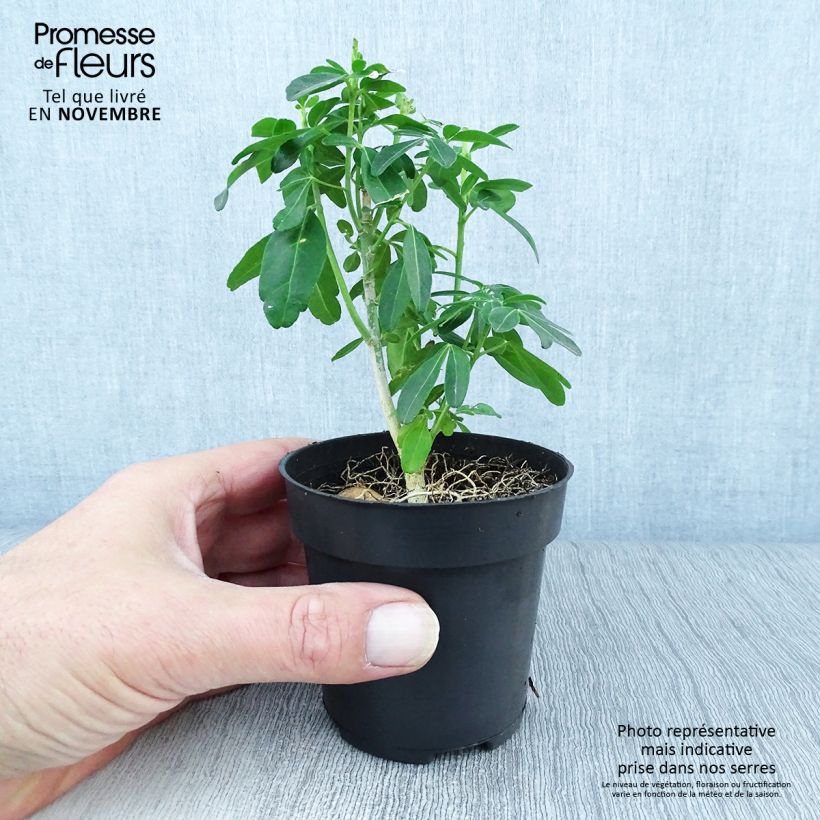Ejemplar de Naranjo de Méjico - Choisya ternata Maceta de 8/9 cm entregado en otoño