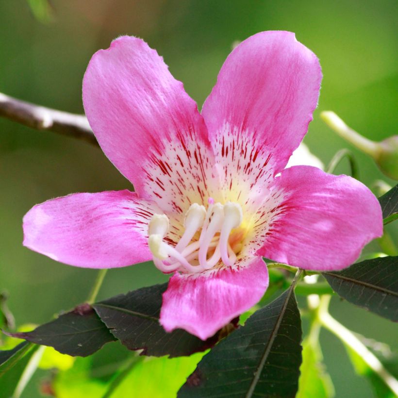 Ceiba speciosa - Palo borracho (Floración)