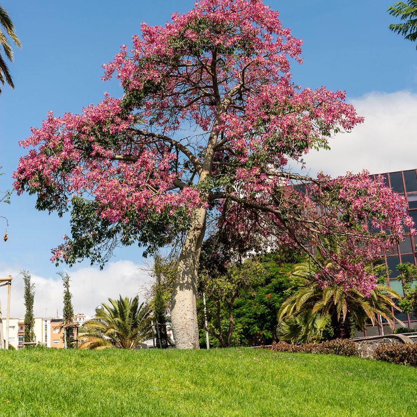 Ceiba speciosa - Palo borracho (Porte)