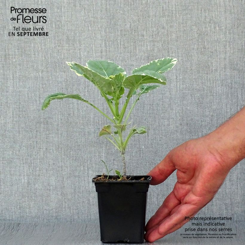 Ejemplar de Col perpetua de Daubenton Daubenton Popof Maceta de 8/9 cm entregado en otoño