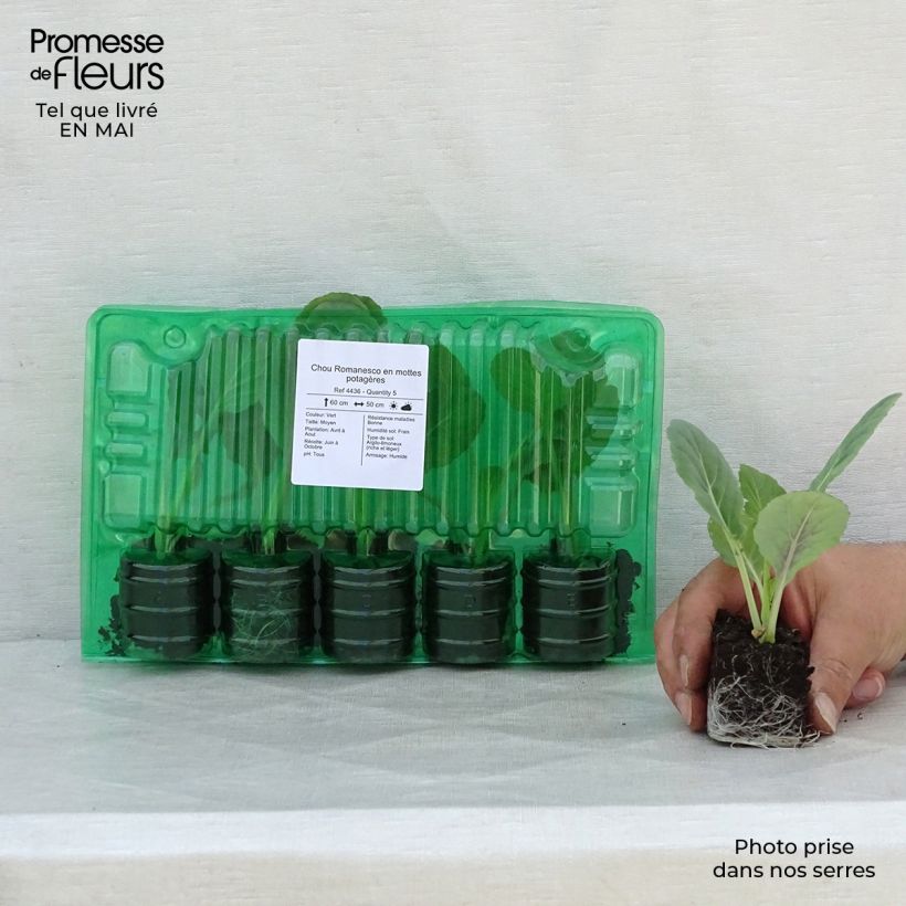 Col Romanesco (plantas) cepellón: 4 cm x 4,5 cm Ejemplar entregado en la primavera