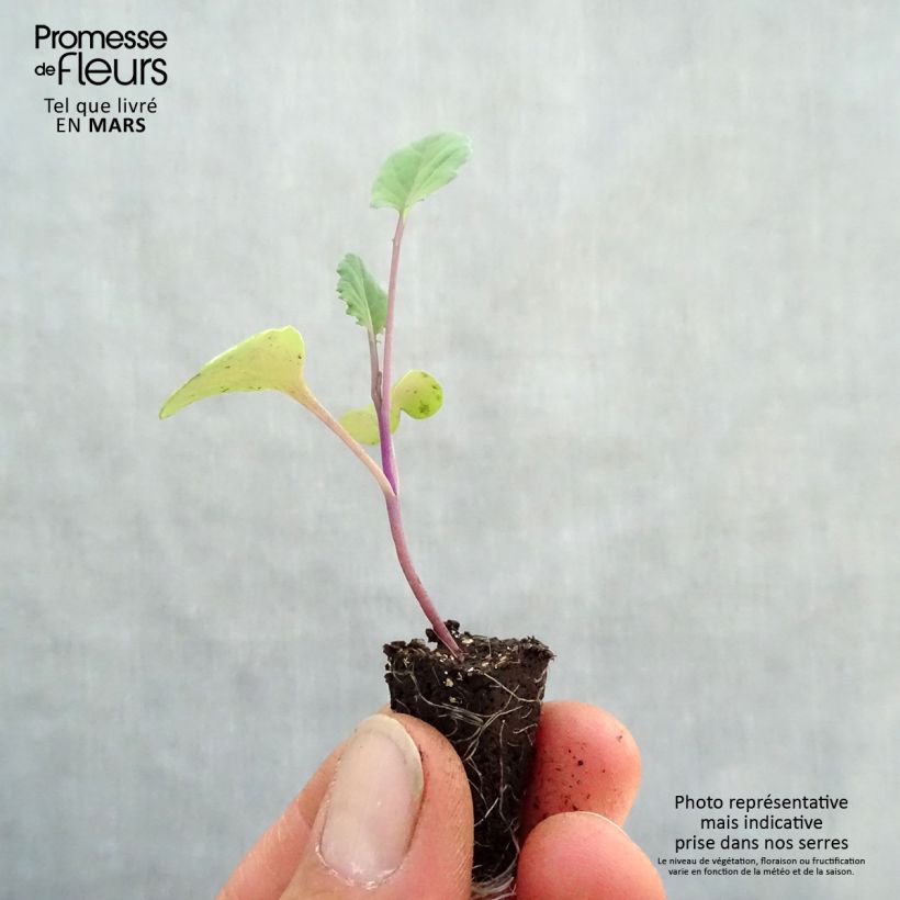 Brócoli Santee Purple minicepellón: Ø 1,5/2,5 cm Ejemplar entregado en la primavera