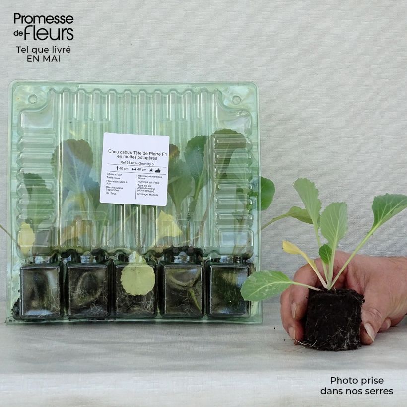 Repollo Tête de Pierre F1 (plantas) cepellón: 4 cm x 4,5 cm Ejemplar entregado en la primavera