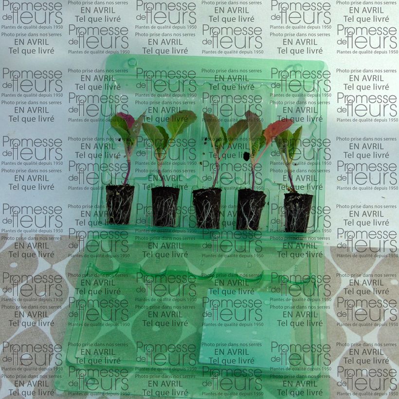 Ejemplo de ejemplar de Col de Bruselas Bright F1 (plantas) minicepellón: Ø 3/4 cm tal y como se entrega