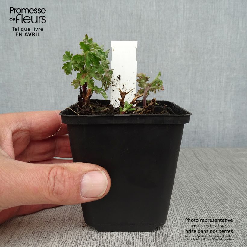 Chrysanthemum indicum Herbstbrokat - Crisantemo Maceta de 8/9 cm Ejemplar entregado en la primavera