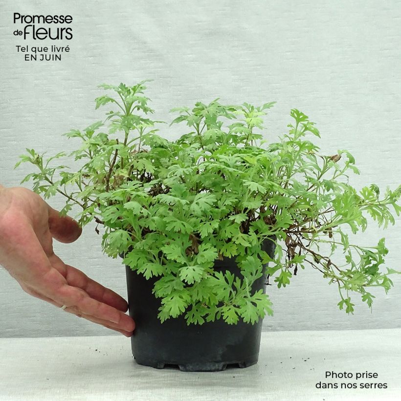 Ejemplar de Chrysanthemum rubellum Clara Curtis - Crisantemo Maceta 2L/3L entregado en verano