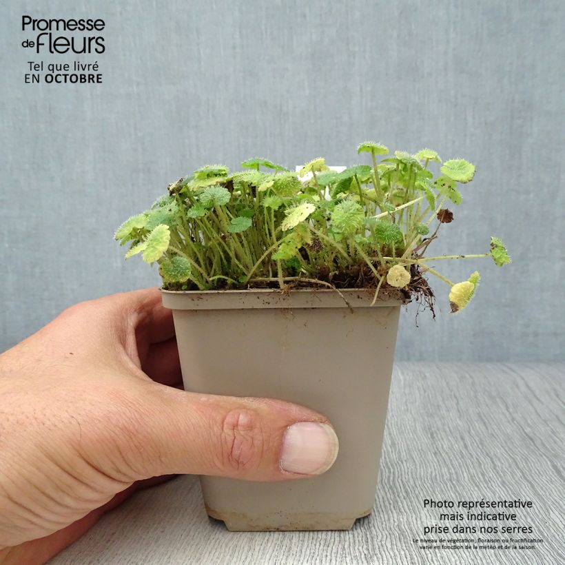 Ejemplar de Chrysosplenium alternifolium Maceta de 7/8 cm entregado en otoño