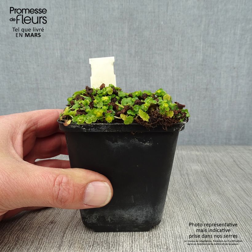 Chrysosplenium davidianum Maceta de 8/9 cm Ejemplar entregado en invierno