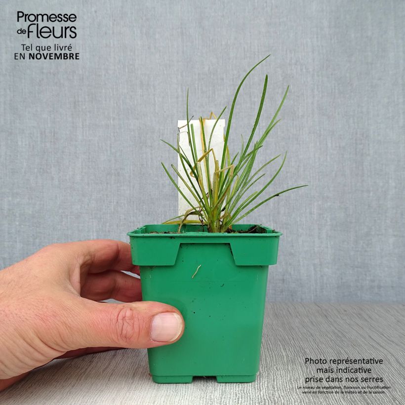 Ejemplar de Cebolletas chinas (plantas) Maceta de 10 cm/11 cm entregado en otoño