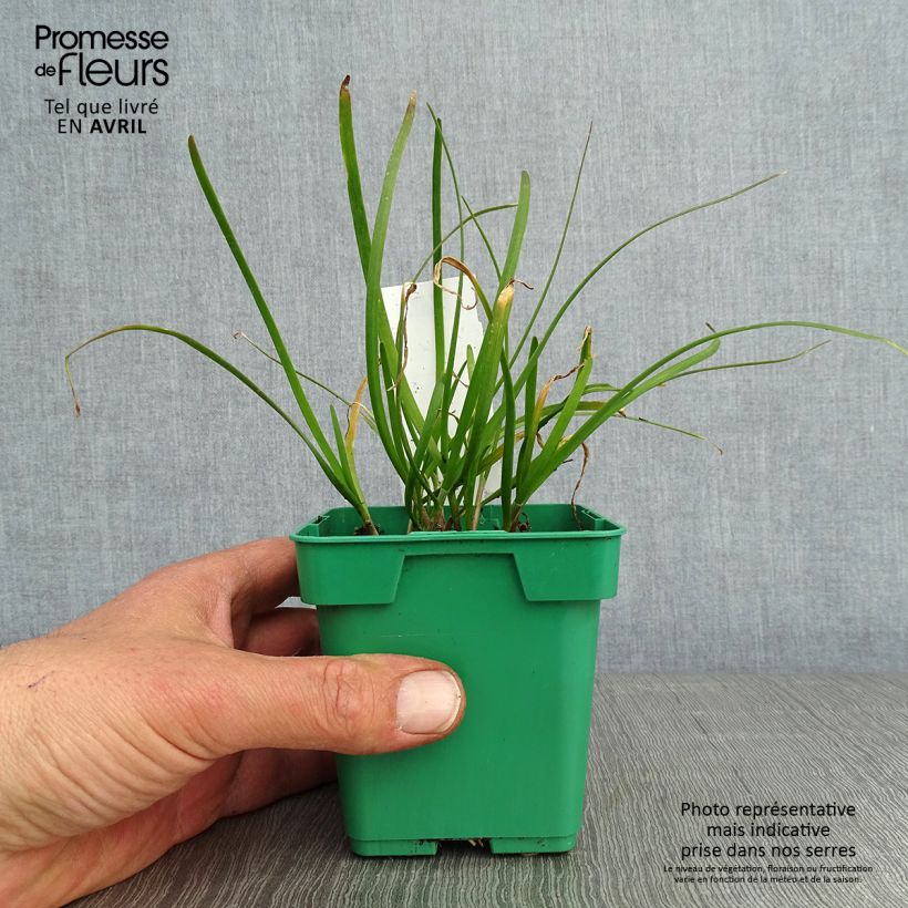 Cebolletas chinas (plantas) Maceta de 10 cm/11 cm Ejemplar entregado en la primavera