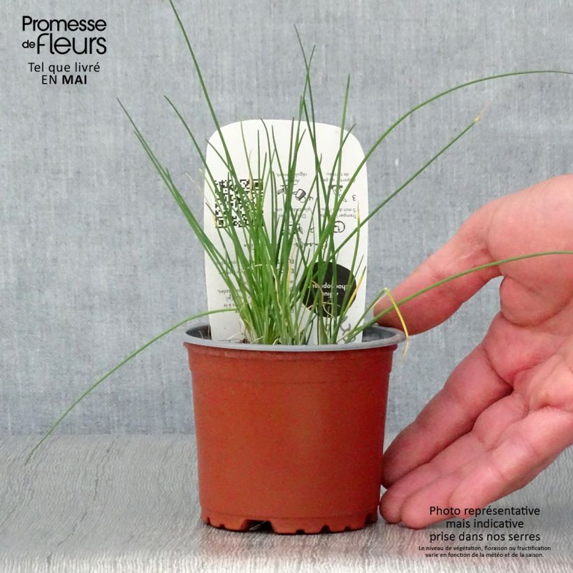 Cebollino Bio (maceta) Maceta de 10 cm/11 cm Ejemplar entregado en la primavera