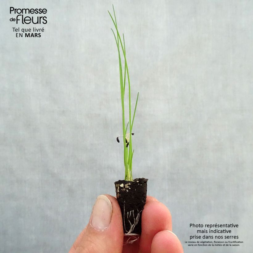 Cebollino Polyvert minicepellón: Ø 1,5/2,5 cm Ejemplar entregado en la primavera