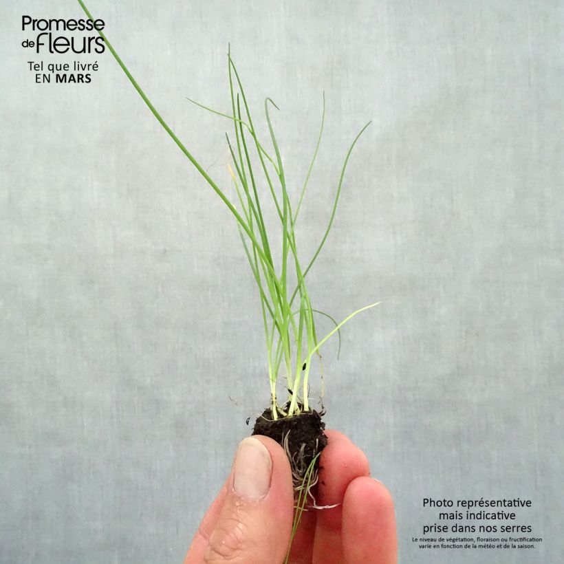 Cebollino (plantas) minicepellón: Ø 3/4 cm Ejemplar entregado en la primavera