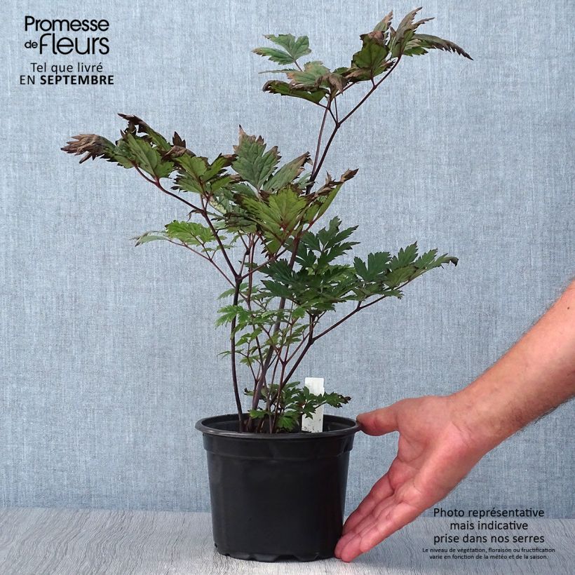Ejemplar de Actaea simplex Atropurpurea Maceta 2L/3L entregado en otoño