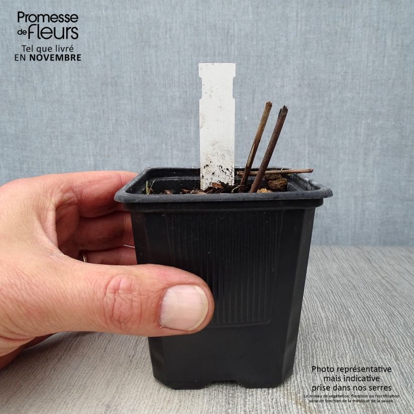 Ejemplar de Actaea matsumurae White Pearl Maceta de 8/9 cm entregado en otoño