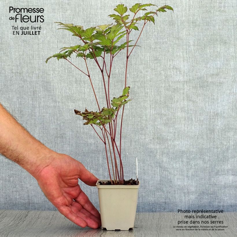Ejemplar de Actaea simplex Atropurpurea Maceta de 8/9 cm entregado en verano