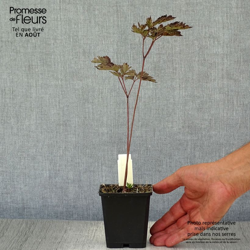 Ejemplar de Actaea simplex Brunette Maceta de 8/9 cm entregado en verano