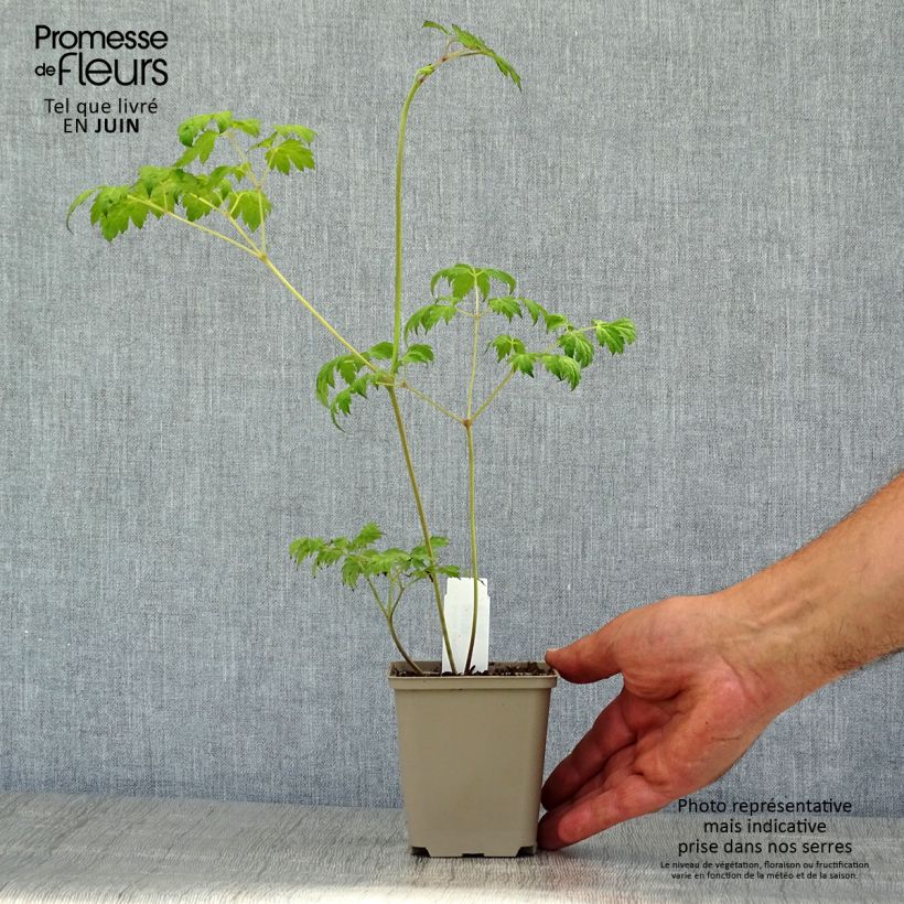 Ejemplar de Actaea simplex Carbonella Maceta de 8/9 cm entregado en verano