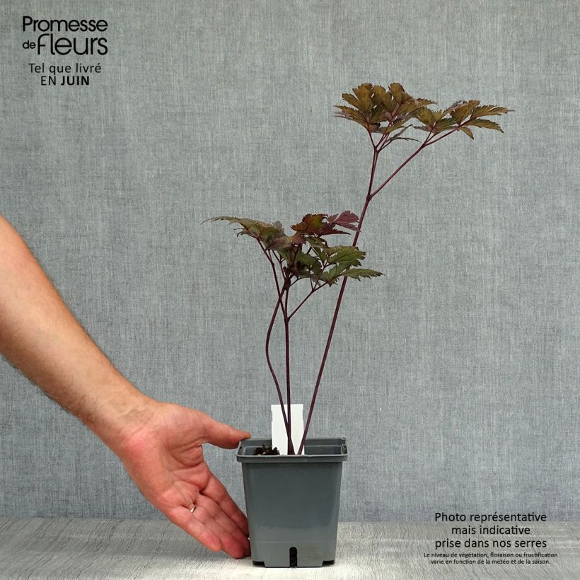 Ejemplar de Actaea simplex Carbonella Maceta 1L/1,5L entregado en verano