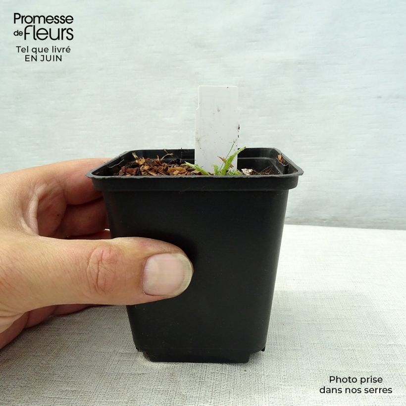 Ejemplar de Cirsium rivulare Frosted Magic - Cardo Maceta de 8/9 cm entregado en verano