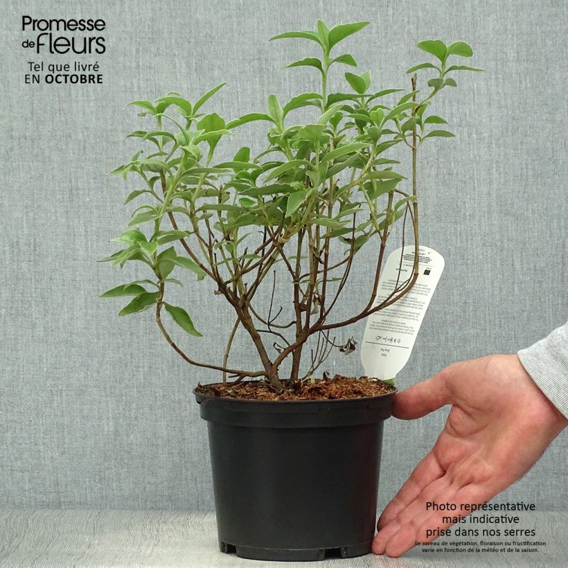 Ejemplar de Jara - Cistus argenteus Silver Pink Maceta 2L/3L entregado en otoño