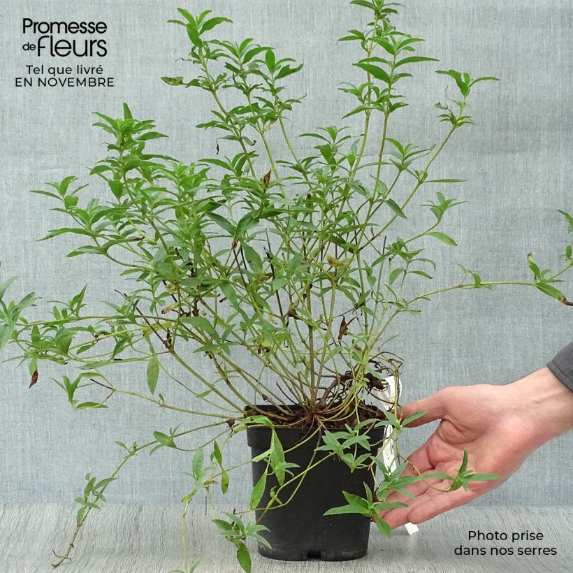 Ejemplar de Jara - Cistus lusitanicus Decumbens Maceta 2L/3L entregado en otoño