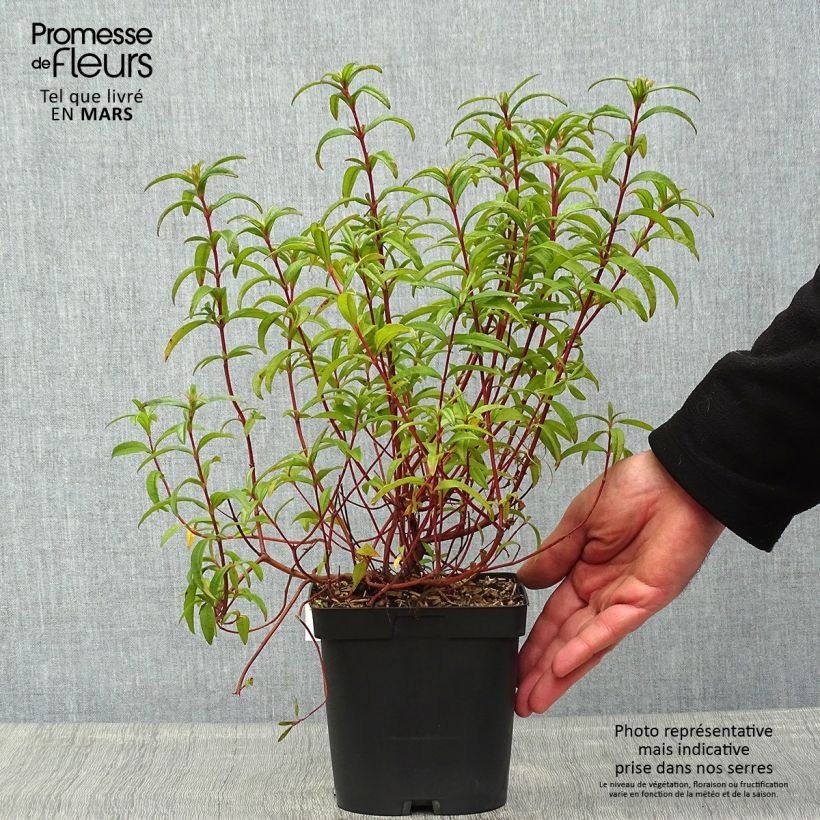 Jara - Cistus lusitanicus Decumbens Maceta 2L/3LAltura de entrega aprox. 40/50cm Ejemplar entregado en la primavera