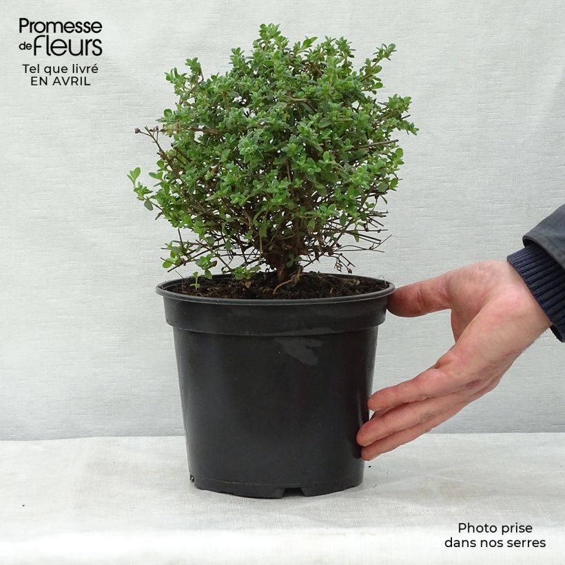 Jara - Cistus obtusifolius Maceta 2L/3LAltura de entrega aprox. 20/30cm Ejemplar entregado en la primavera