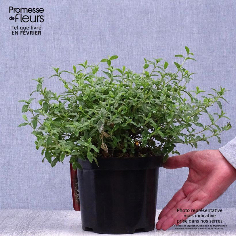 Ejemplar de Jara - Cistus obtusifolius Maceta 2L/3L entregado en otoño