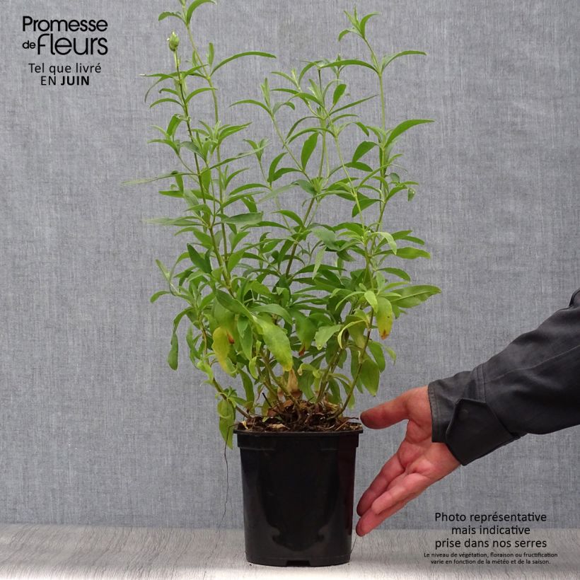 Ejemplar de Jara purpúrea - Cistus purpureus Alan Fradd Maceta 2L/3L entregado en verano