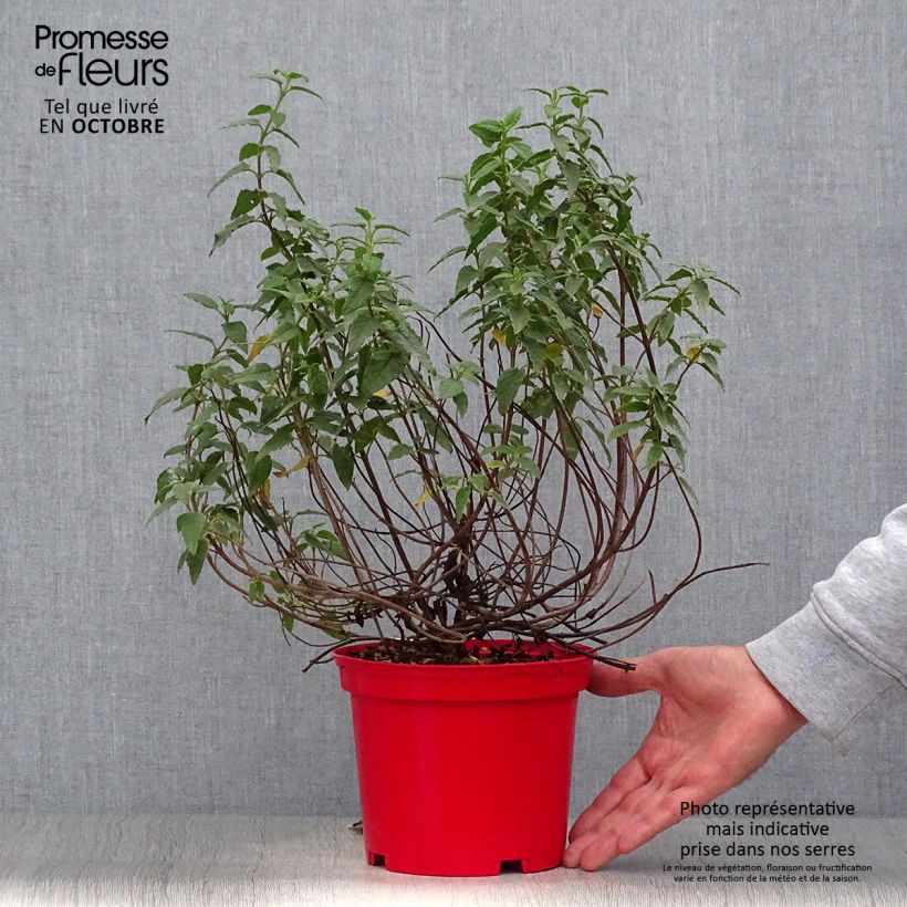 Ejemplar de Jara blanca - Cistus corbariensis Maceta 2L/3L entregado en otoño
