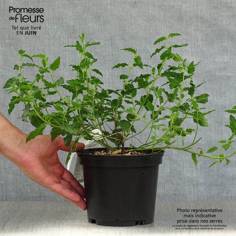 Ejemplar de Jara blanca - Cistus corbariensis Maceta 2L/3LAltura de entrega aprox. 20/30cm entregado en verano