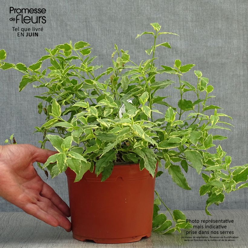 Ejemplar de Jara blanca - Cistus corbariensis Rospico Maceta 2L/3L entregado en verano