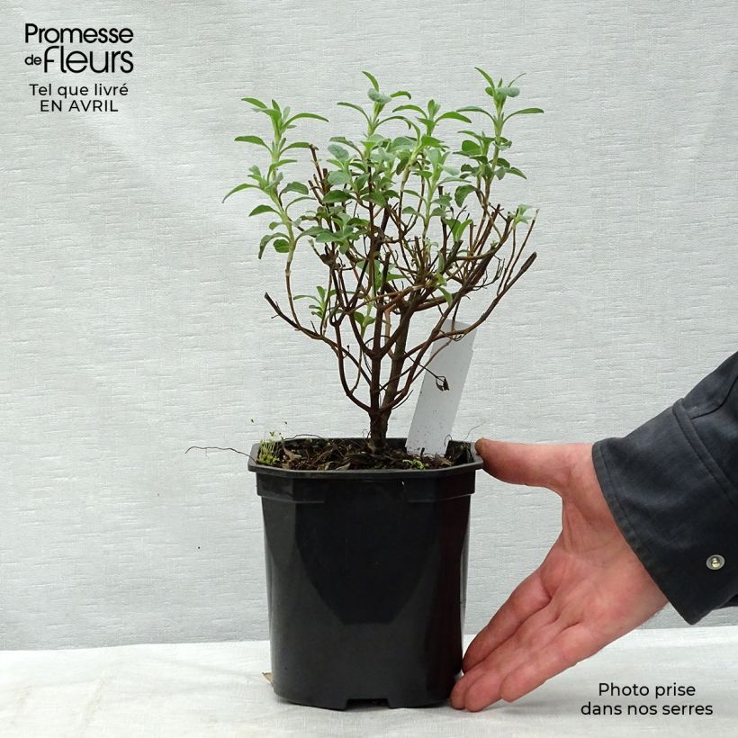 Jara - Cistus creticus Maceta 3L/4LAltura de entrega aprox. 20/30cm Ejemplar entregado en la primavera