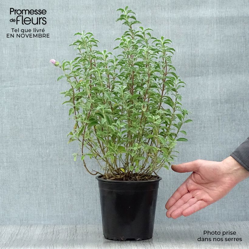 Ejemplar de Jara - Cistus creticus Maceta 3L/4L entregado en otoño